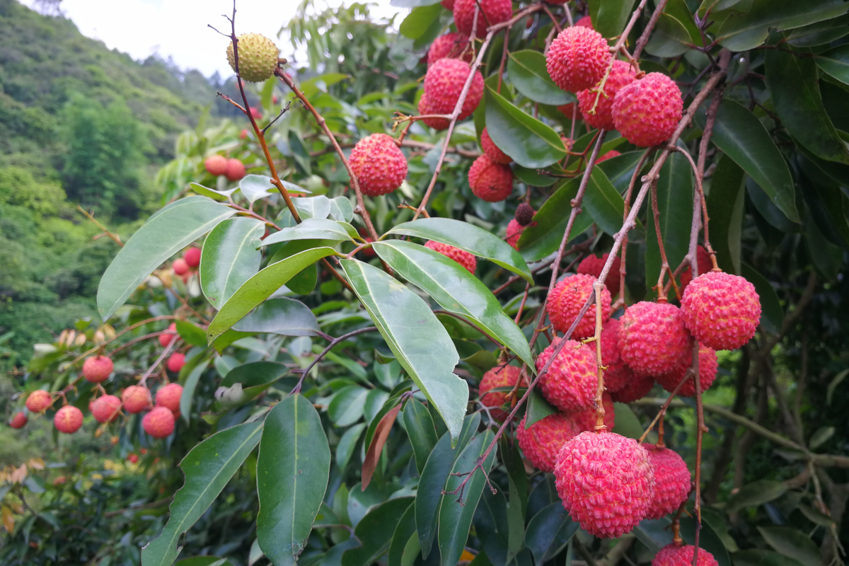 实现荔枝自由，北流荔枝，桂味荔枝、仙进奉