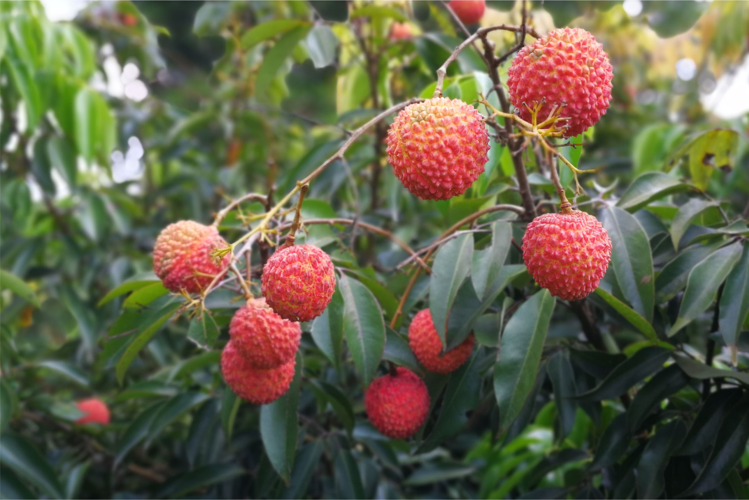 令桂味荔枝成花，可以试试这样做