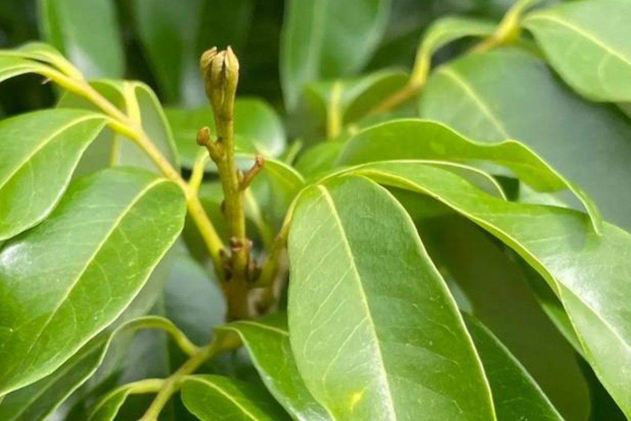 冷空气来袭时荔枝生产的有效应对措施